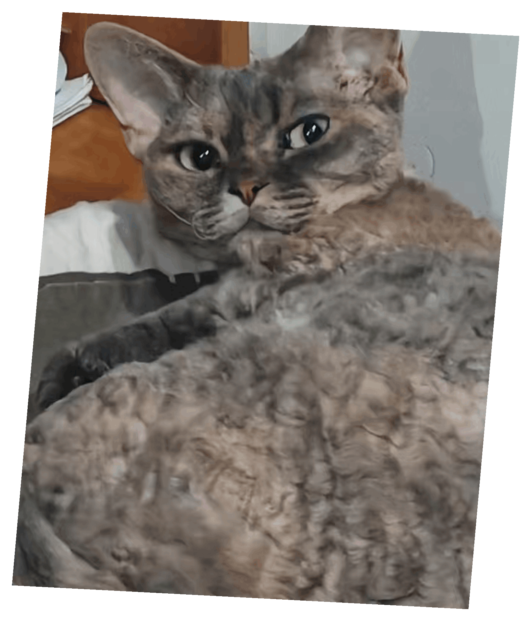 24 德文卷毛猫