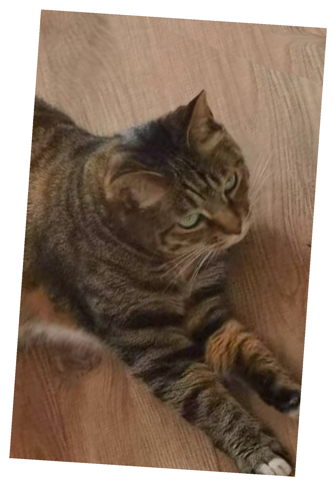 绰绰 中华狸花猫